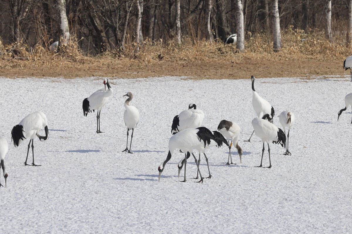 Red-crowned Crane - ML617871057