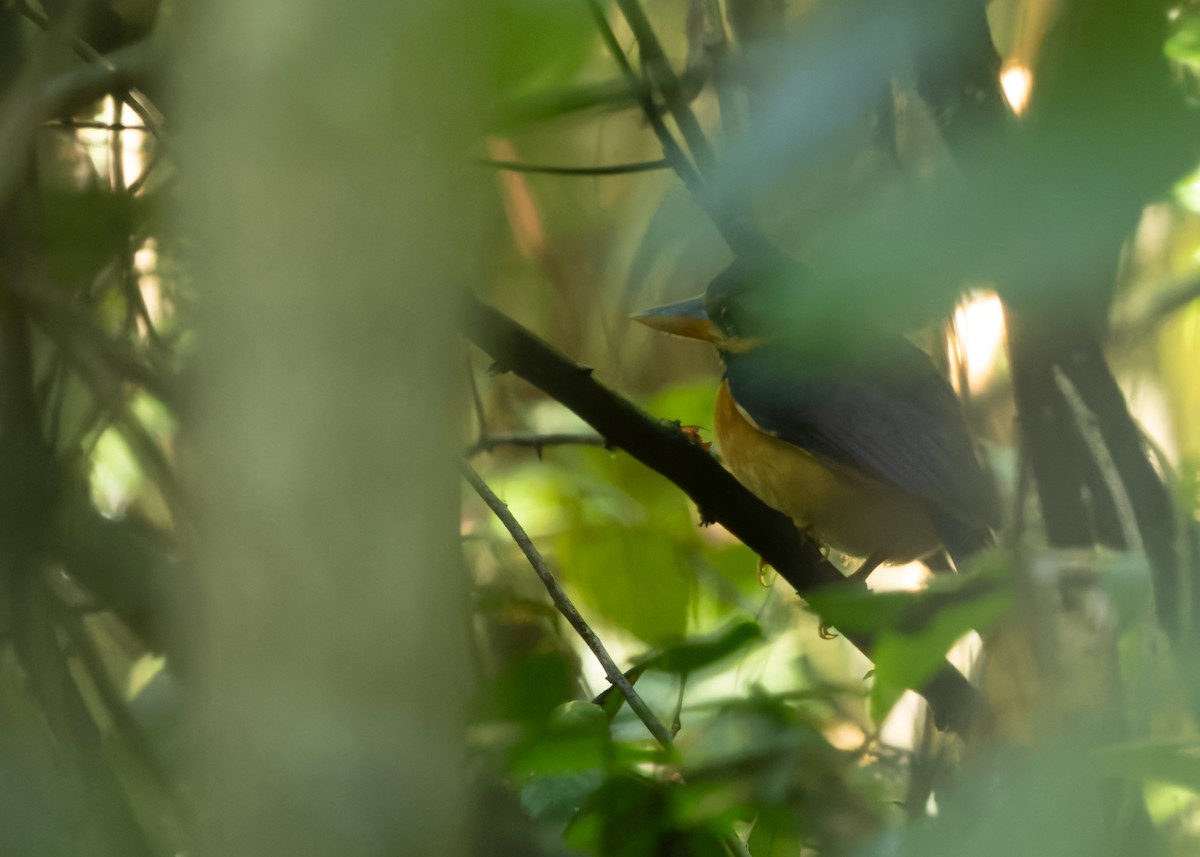 Rufous-collared Kingfisher - ML617871066