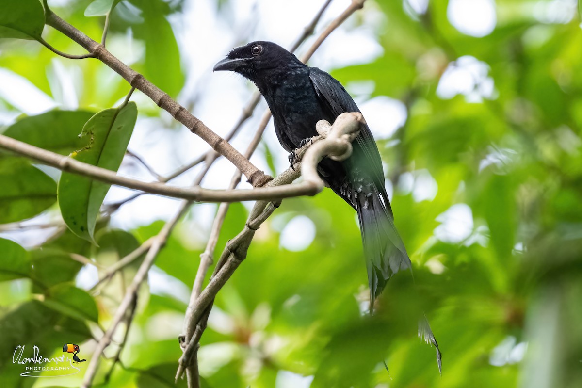 Greater Racket-tailed Drongo - ML617871111