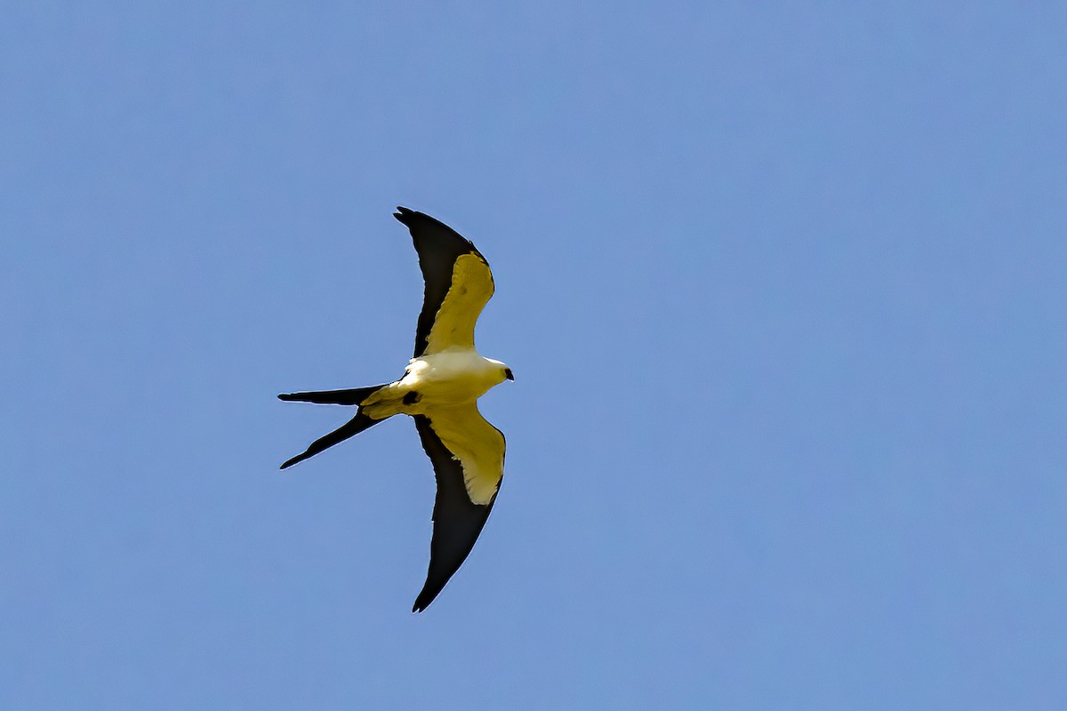 Swallow-tailed Kite - Chris S. Wood