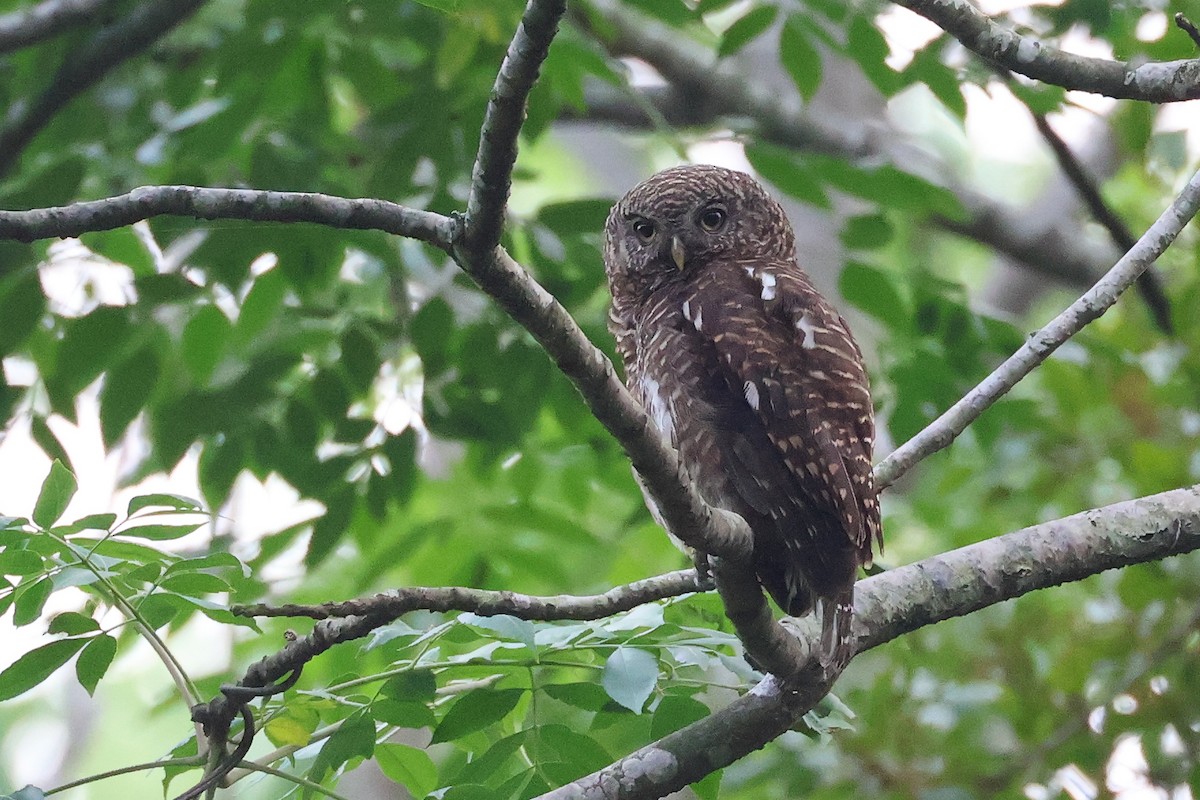 Asian Barred Owlet - ML617871133