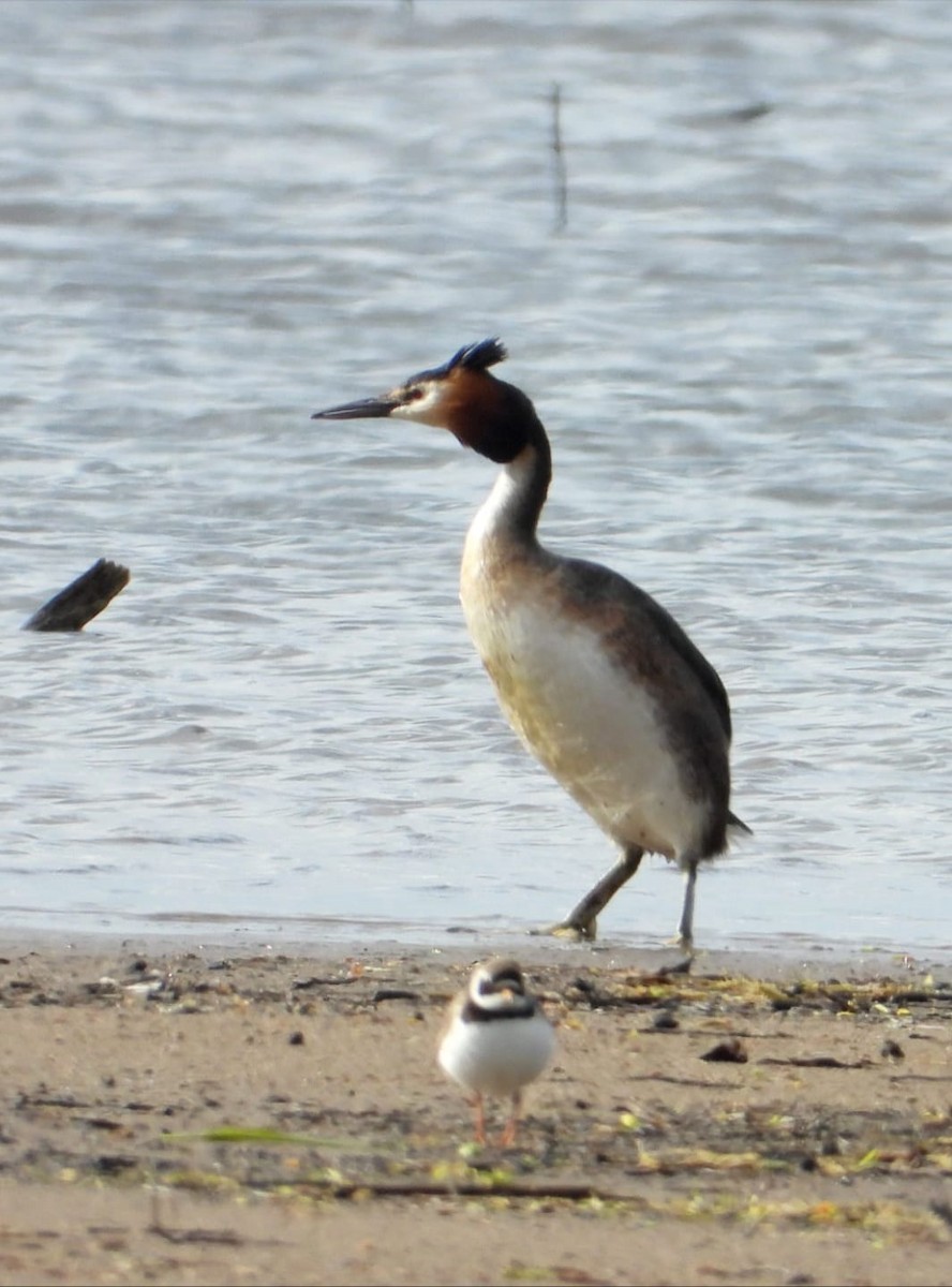 Great Crested Grebe - ML617871141