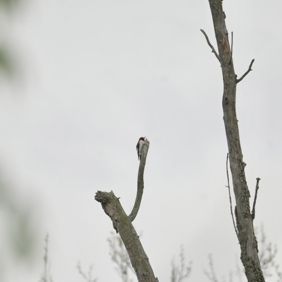 Red-headed Woodpecker - ML617871159