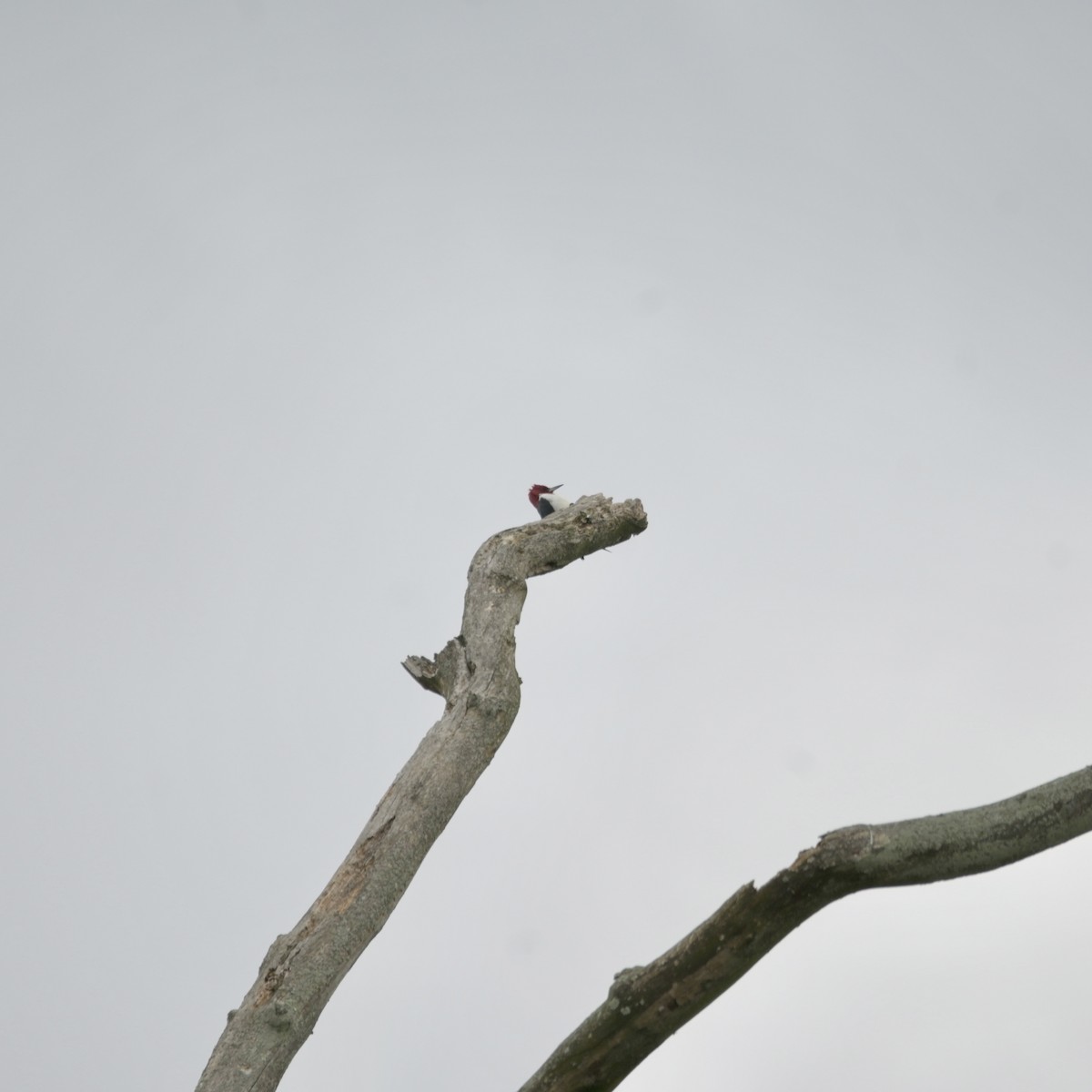 Red-headed Woodpecker - ML617871160