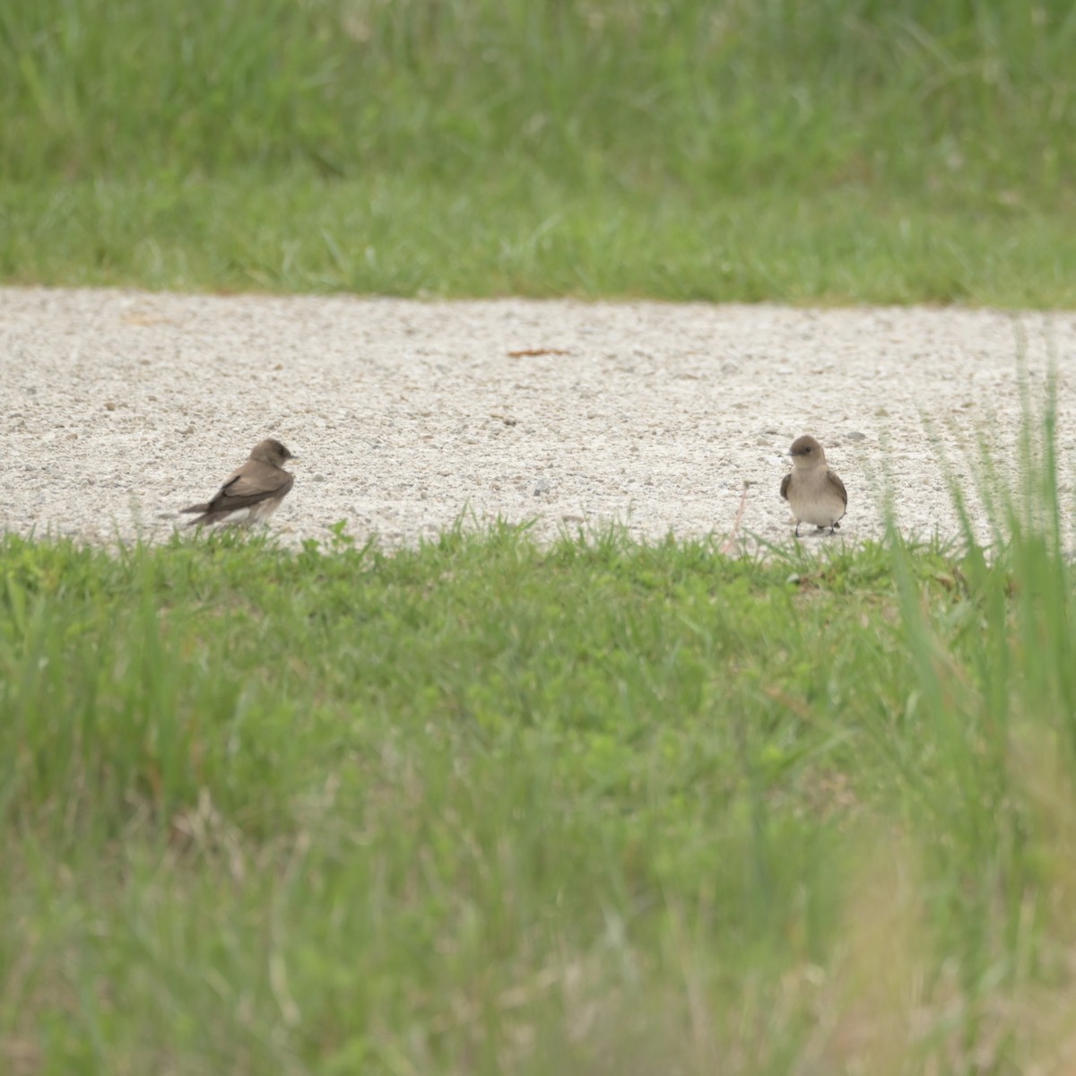 Northern Rough-winged Swallow - ML617871208