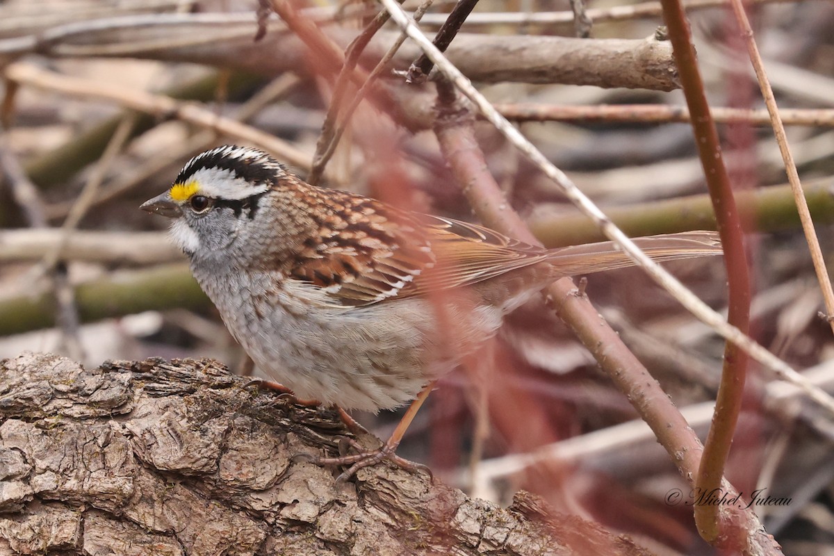 White-throated Sparrow - ML617871214