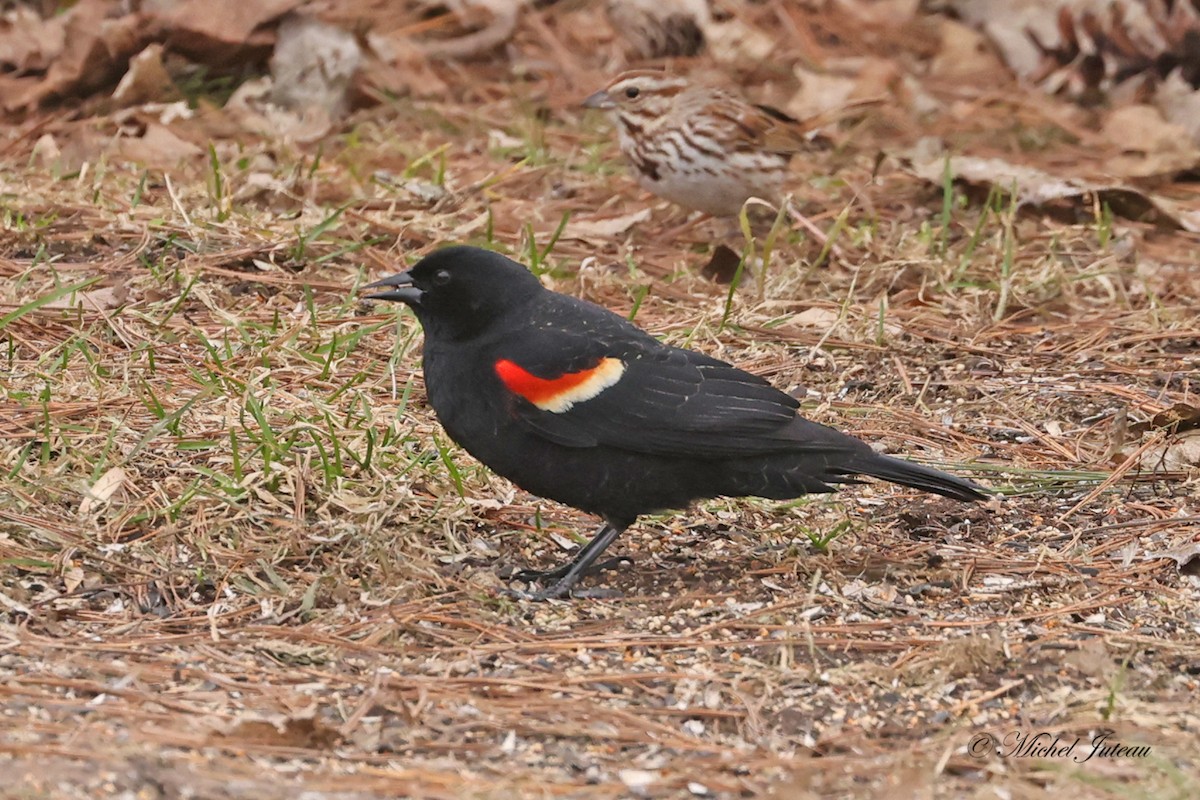 Red-winged Blackbird - ML617871220