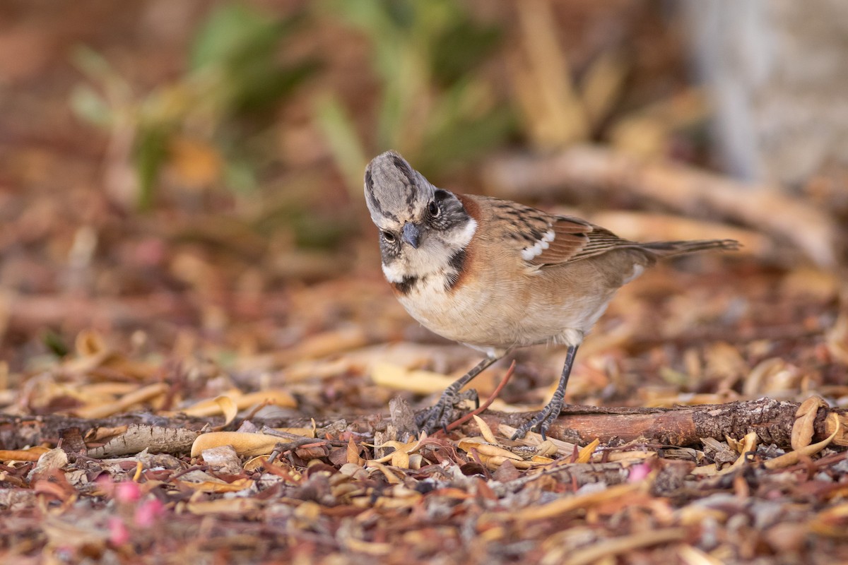 Rufous-collared Sparrow (Rufous-collared) - ML617871238