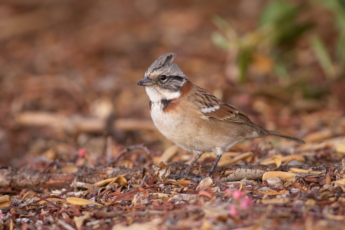 Rufous-collared Sparrow (Rufous-collared) - ML617871239