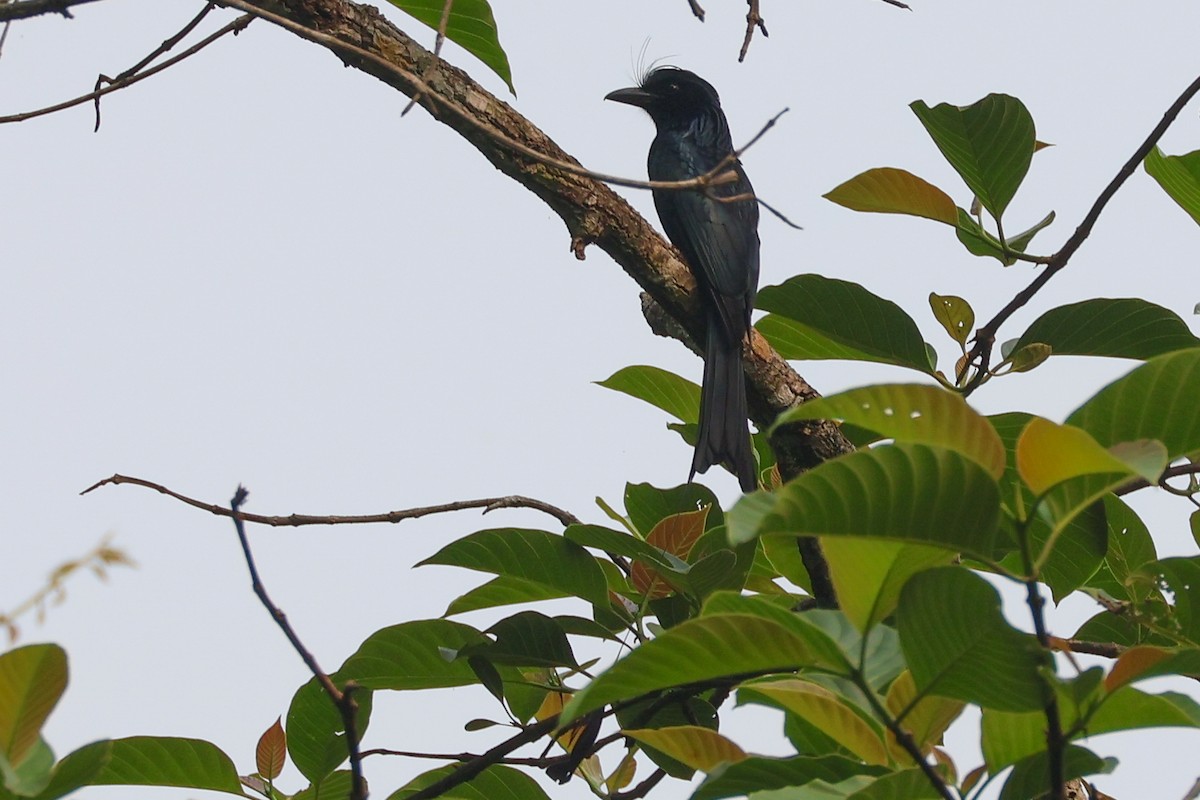 Greater Racket-tailed Drongo - ML617871255