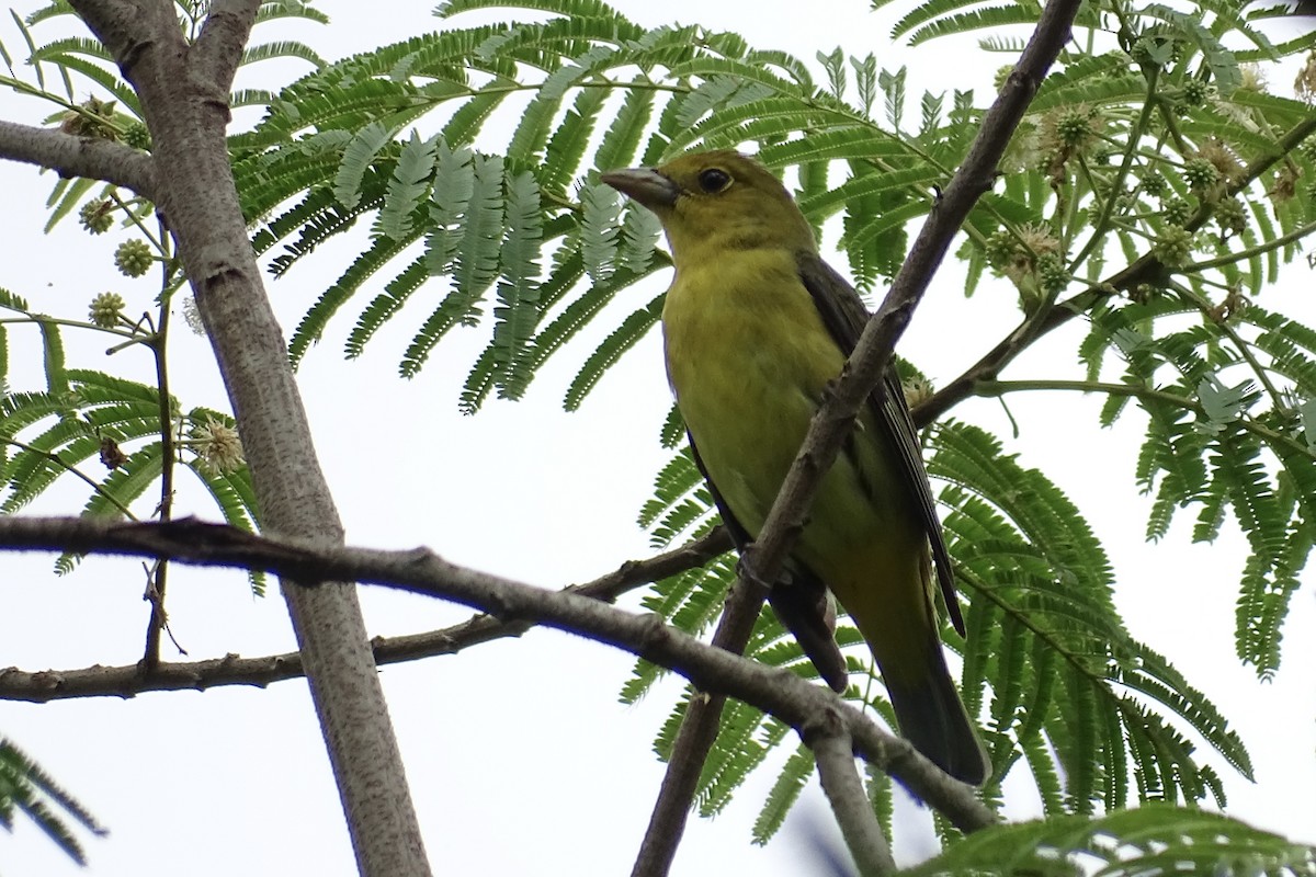 Scarlet Tanager - ML617871278