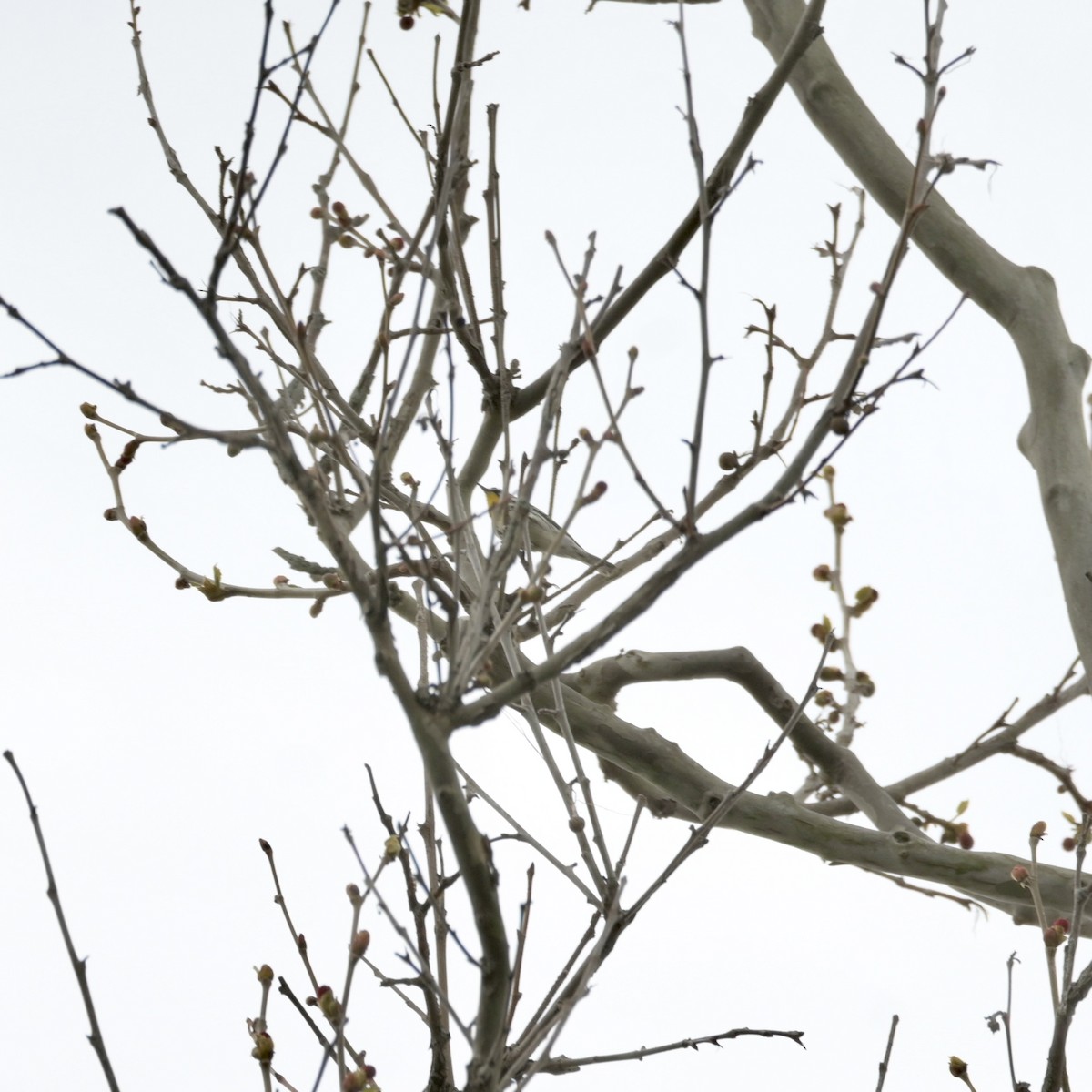 Yellow-throated Warbler - ML617871290