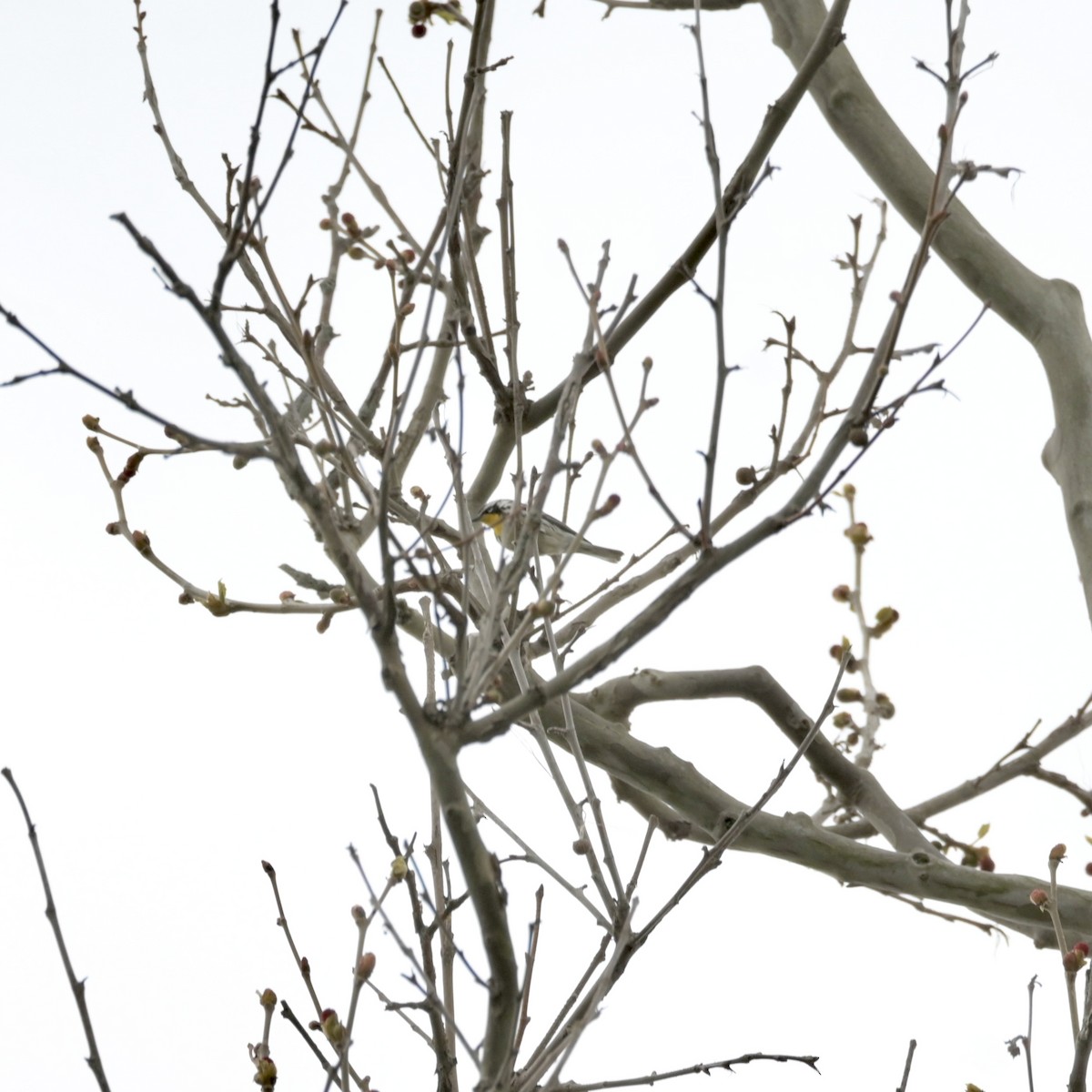 Yellow-throated Warbler - ML617871291