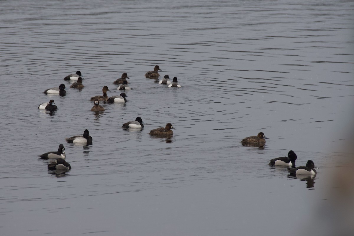 Greater/Lesser Scaup - ML617871299