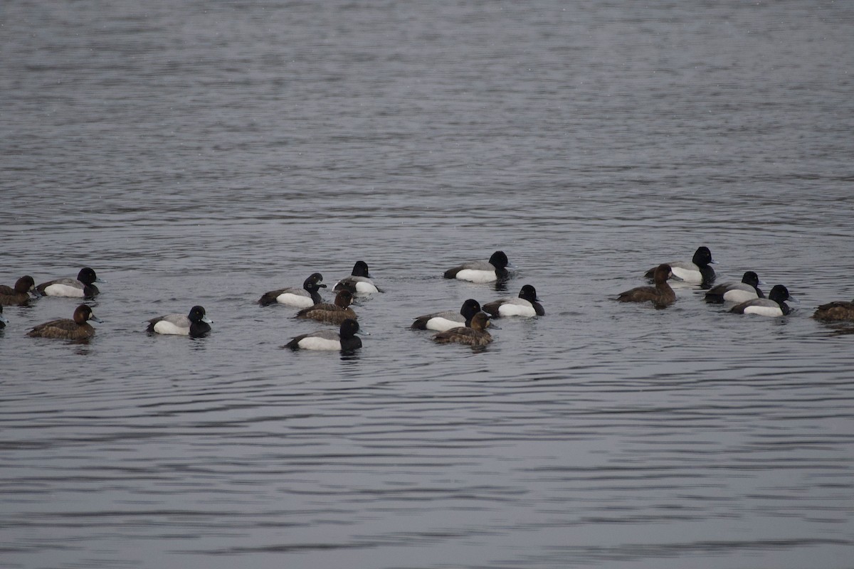 Greater/Lesser Scaup - ML617871300