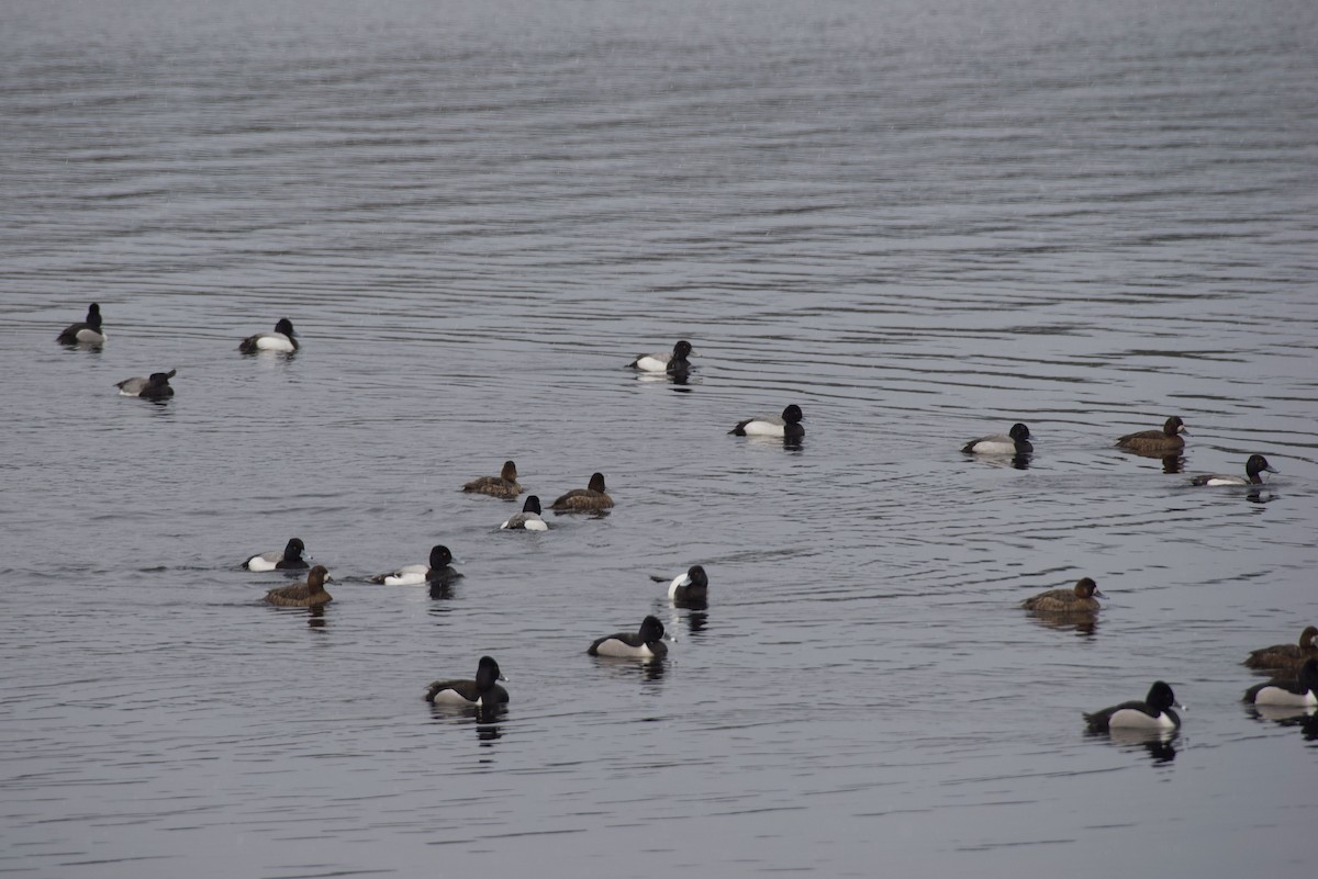Greater/Lesser Scaup - ML617871301