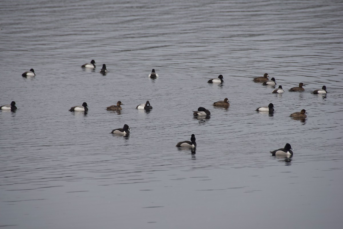 Greater/Lesser Scaup - ML617871302