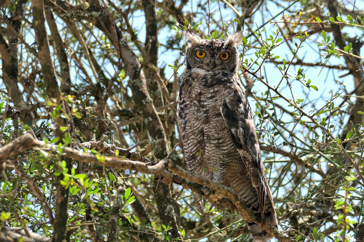 Spotted Eagle-Owl - ML617871367