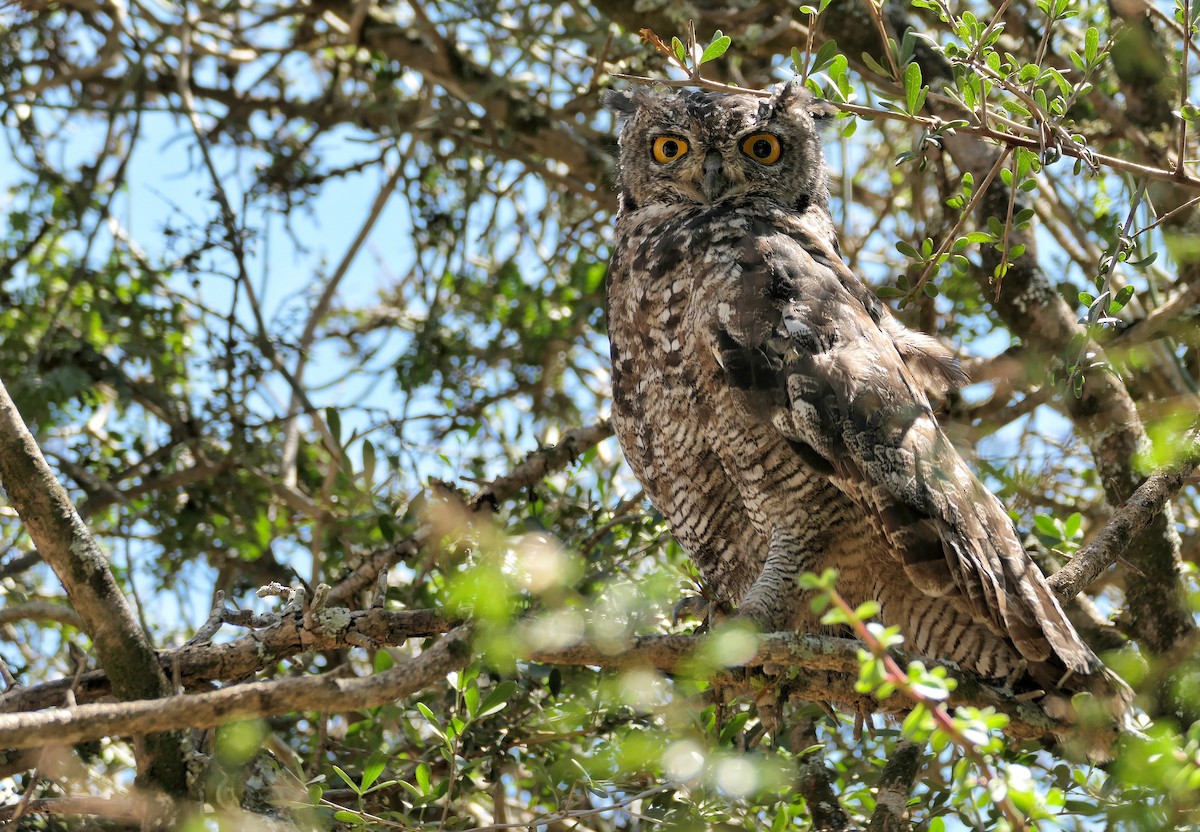 Spotted Eagle-Owl - ML617871372