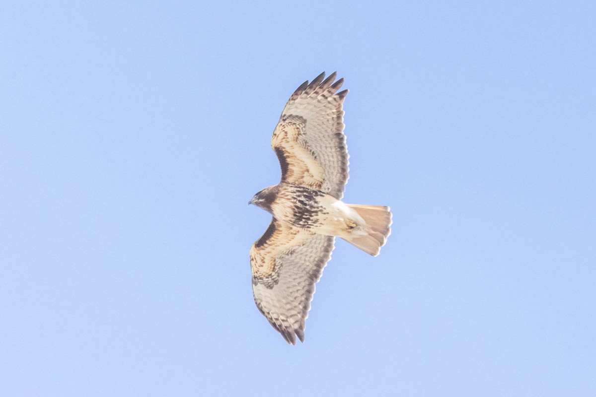 Red-tailed Hawk (abieticola) - ML617871405