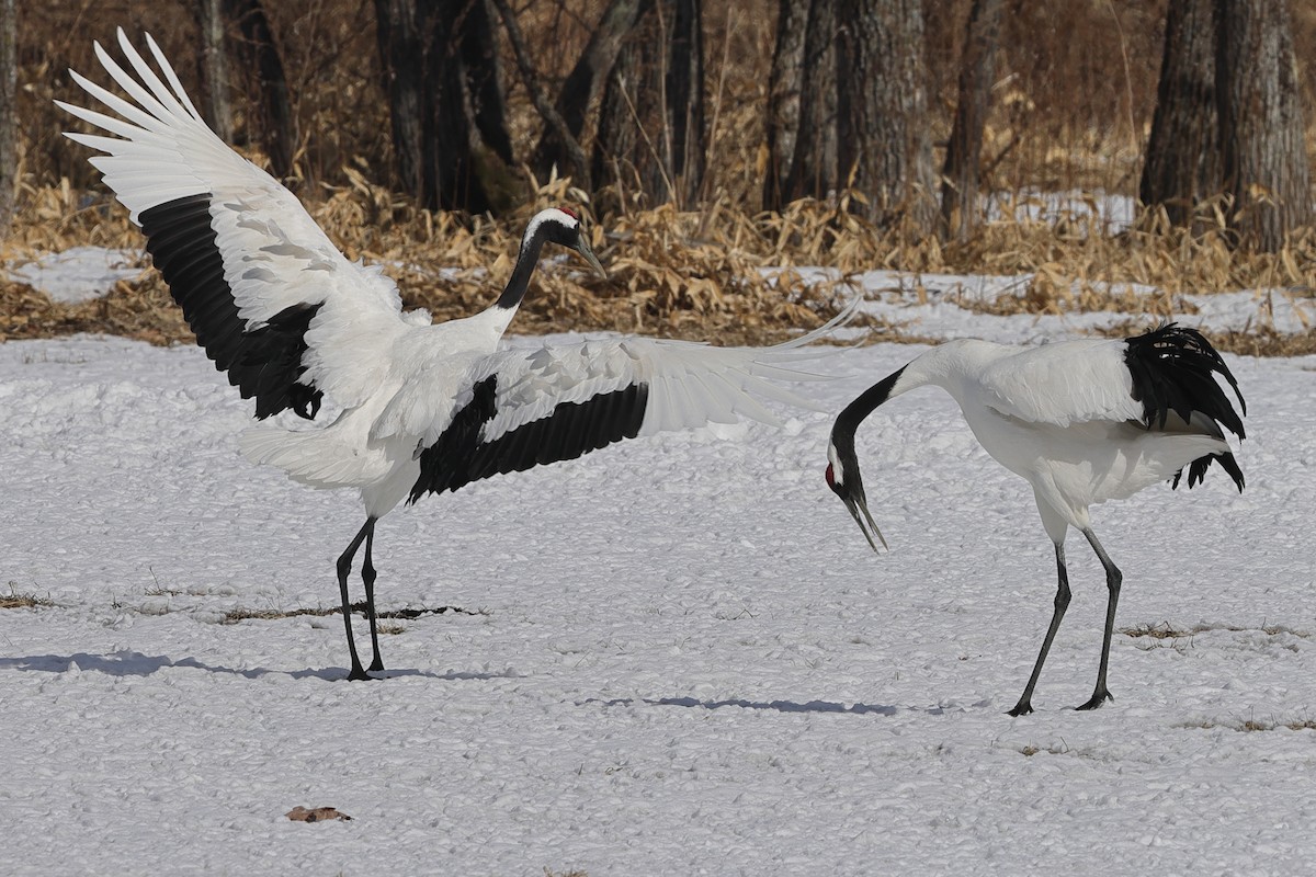 Red-crowned Crane - ML617871471