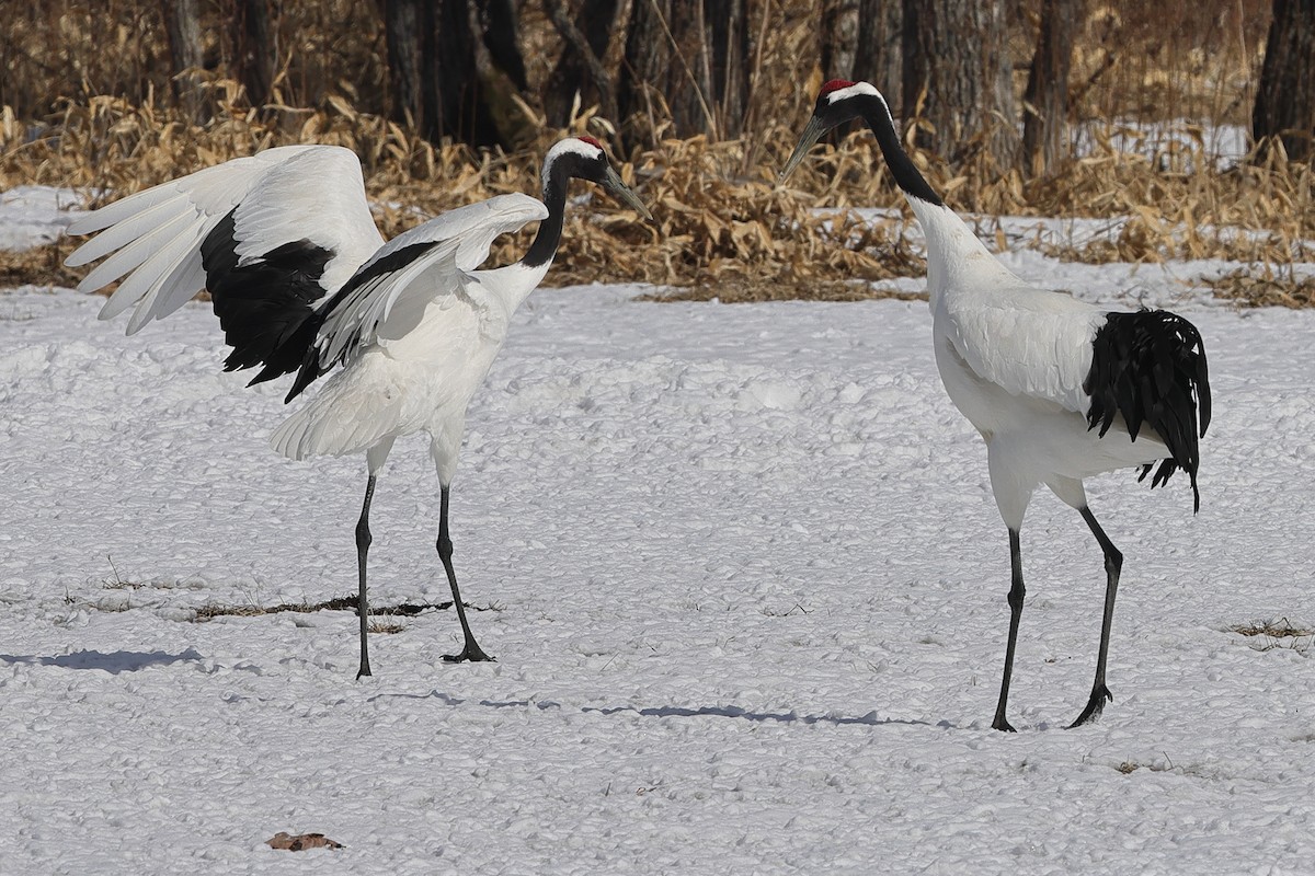 Red-crowned Crane - ML617871472