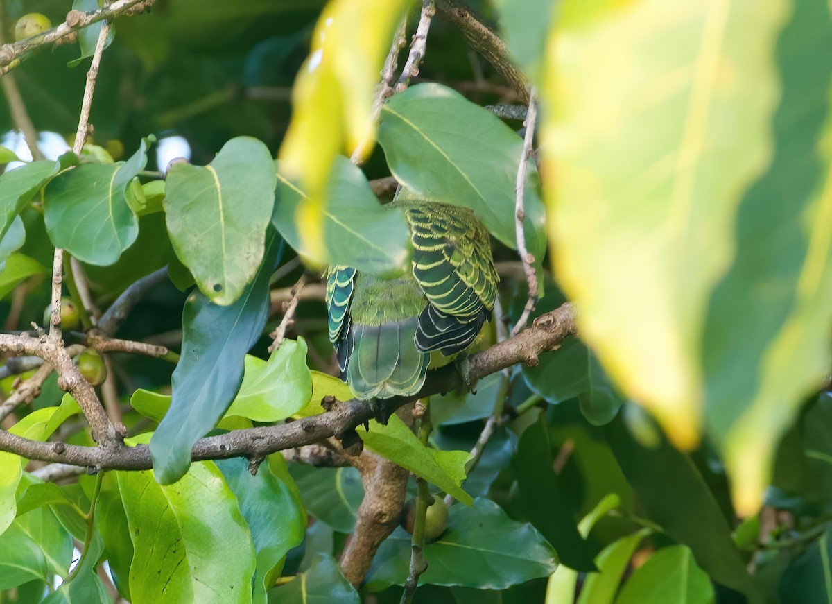 Rose-crowned Fruit-Dove - ML617871561