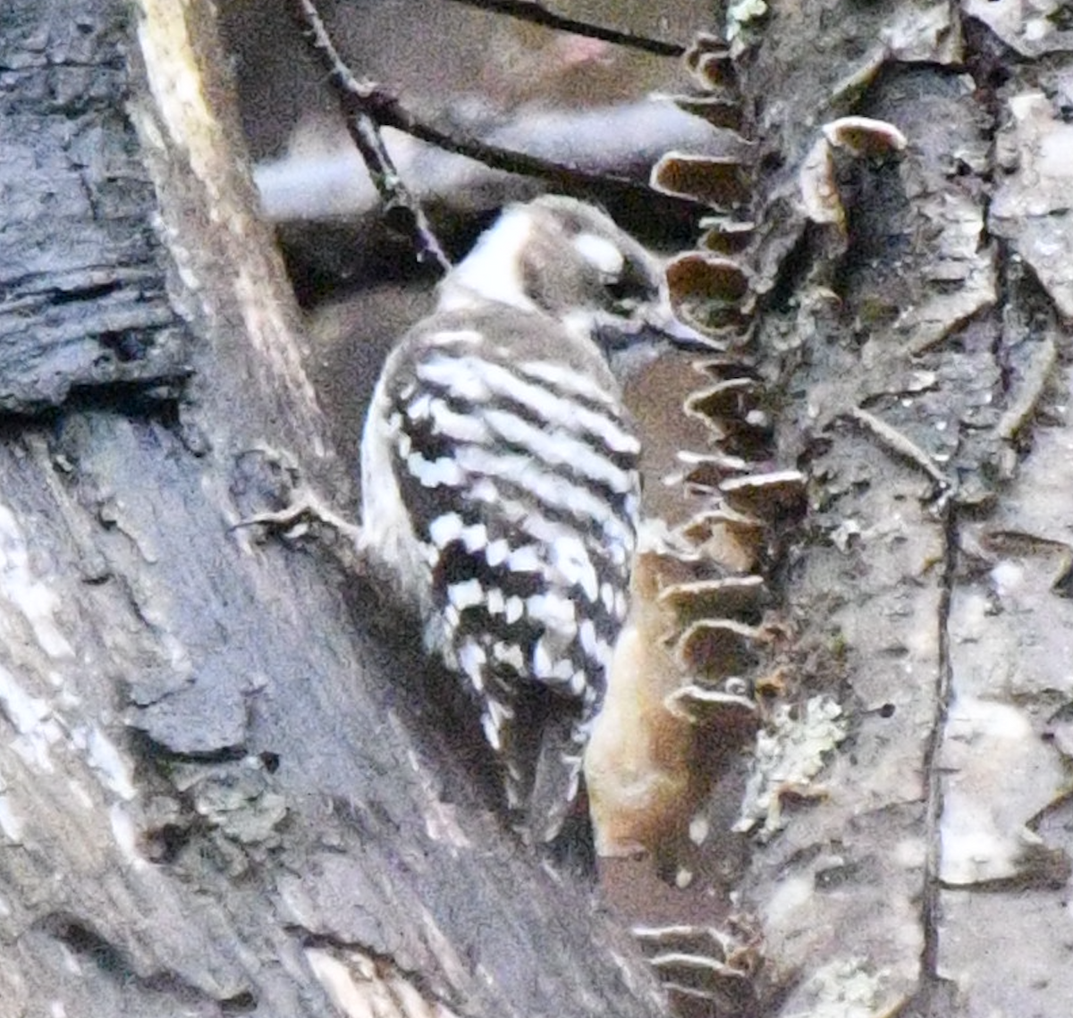 Japanese Pygmy Woodpecker - ML617871564