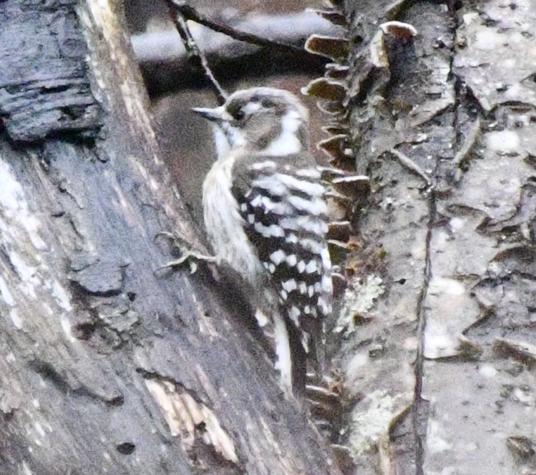 Japanese Pygmy Woodpecker - ML617871566