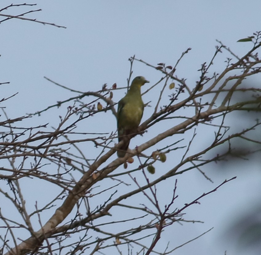 Gray-fronted Green-Pigeon - ML617871626