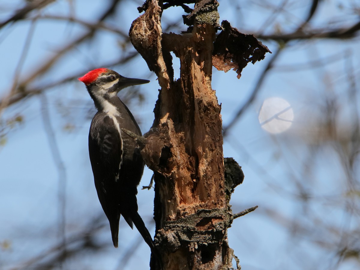 Pileated Woodpecker - ML617871643