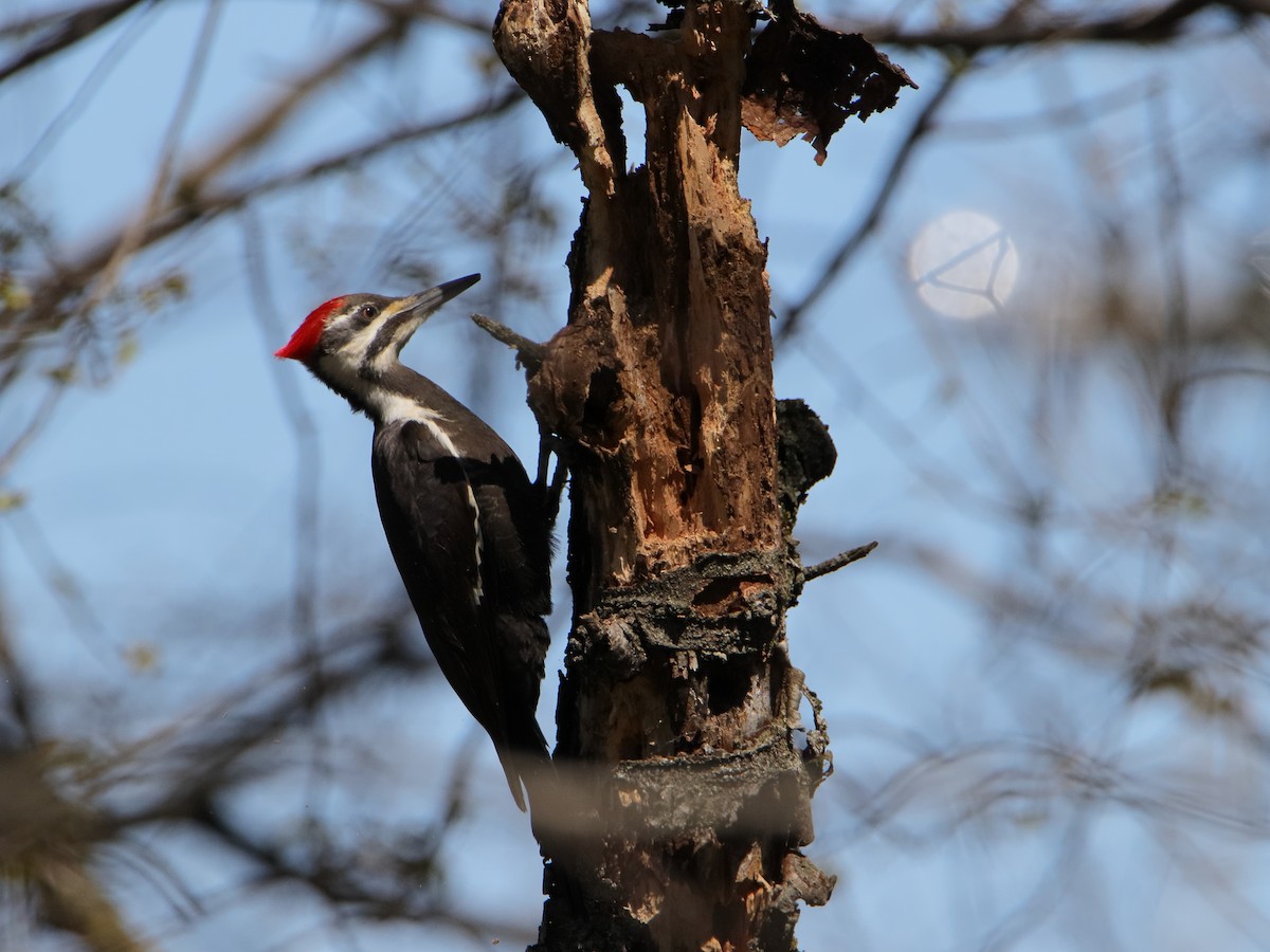 Pileated Woodpecker - ML617871645