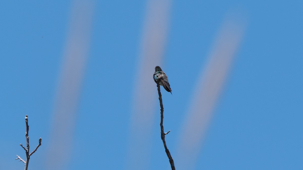 Broad-billed Hummingbird - ML617871649