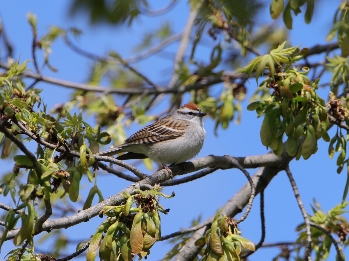 Chipping Sparrow - ML617871682