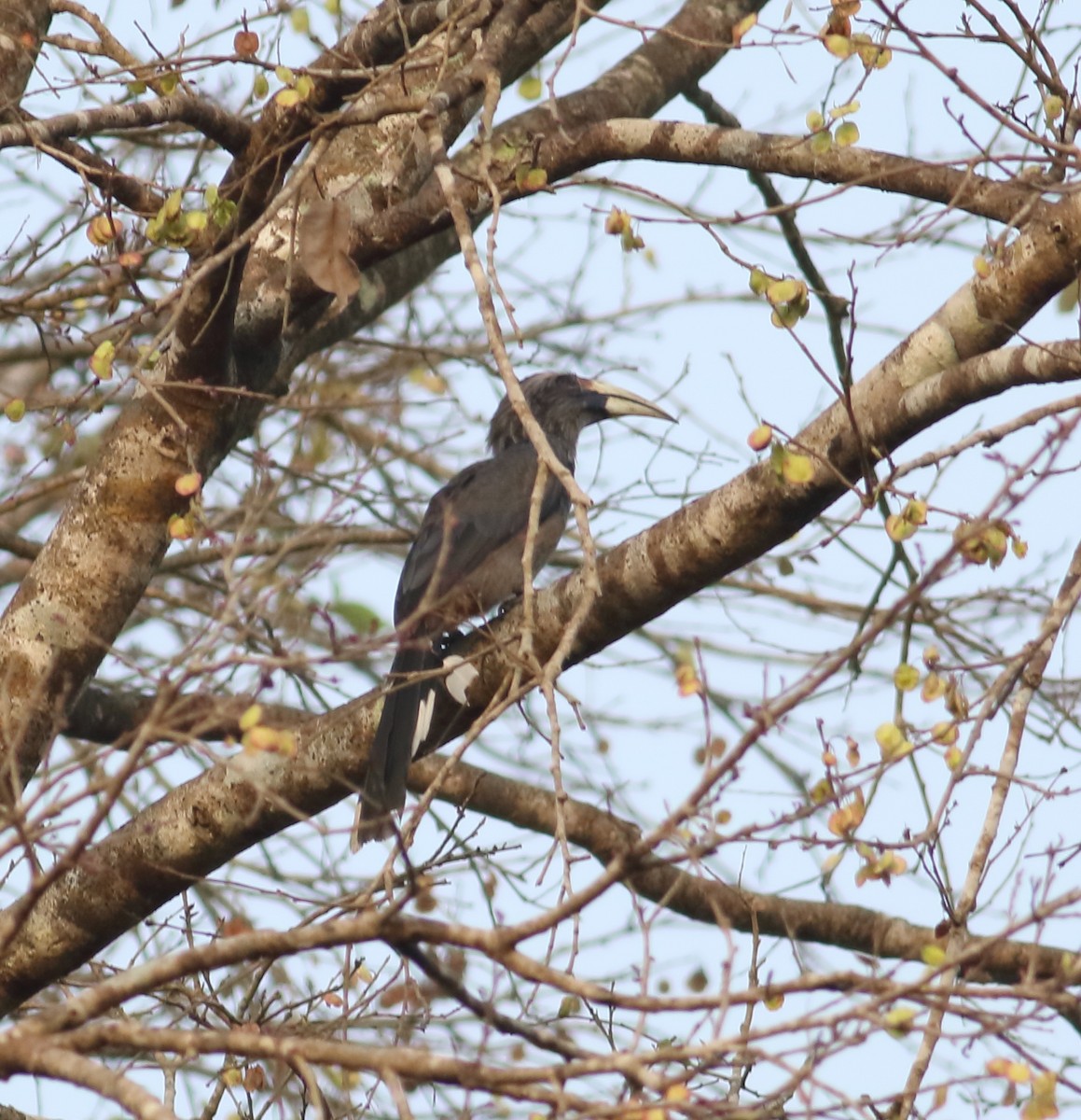 Malabar Gray Hornbill - ML617871740