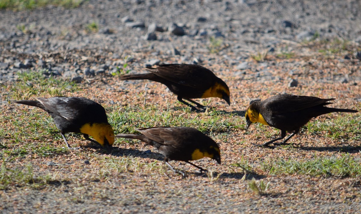 Yellow-headed Blackbird - Rob Harbin