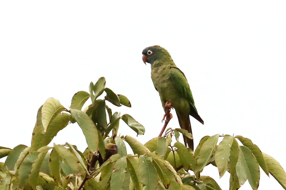 Blue-crowned Parakeet - ML617871762