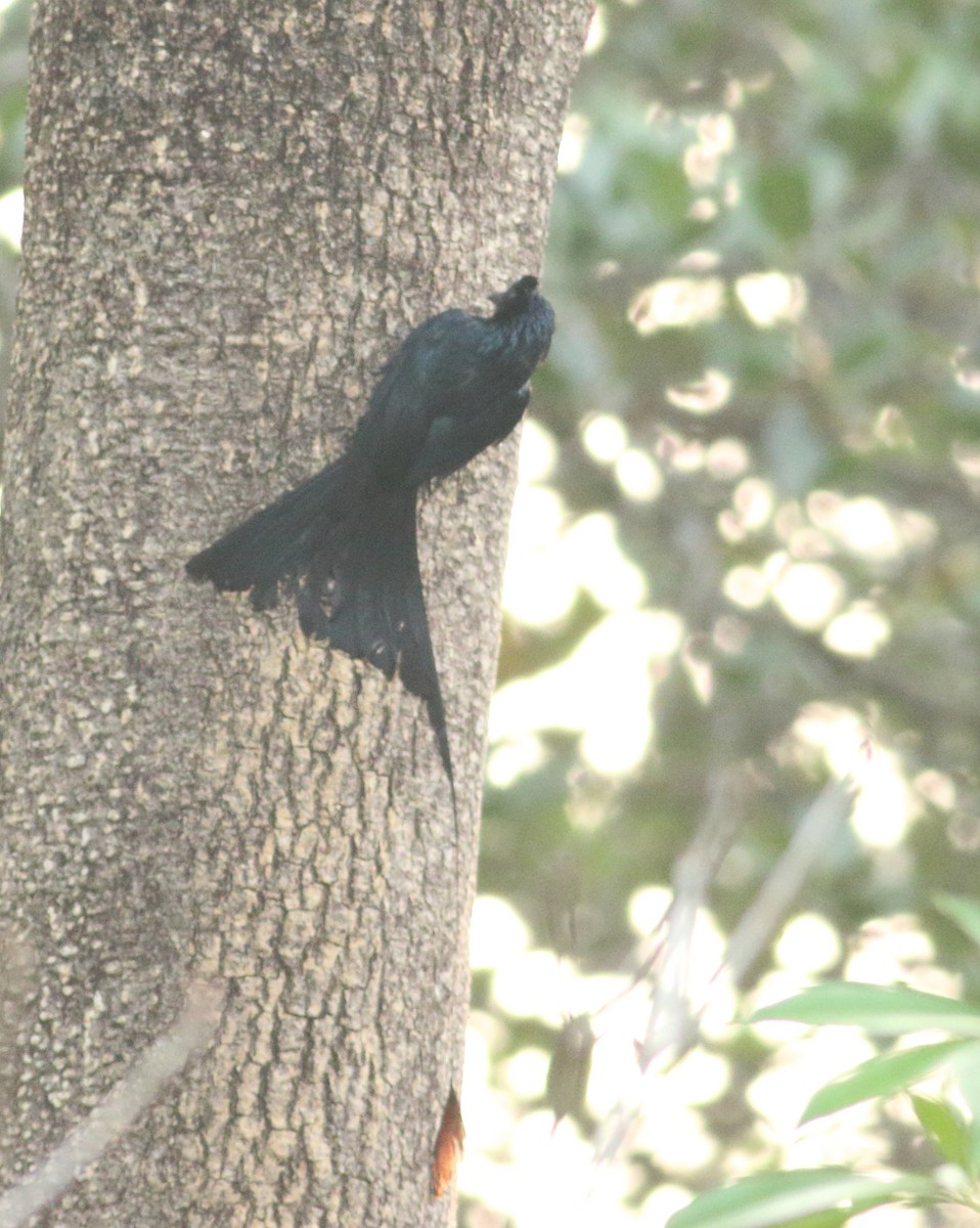 Greater Racket-tailed Drongo - ML617871789