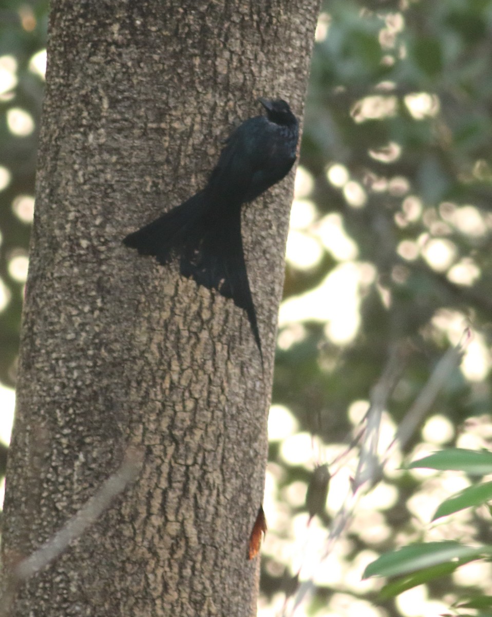 Greater Racket-tailed Drongo - ML617871790