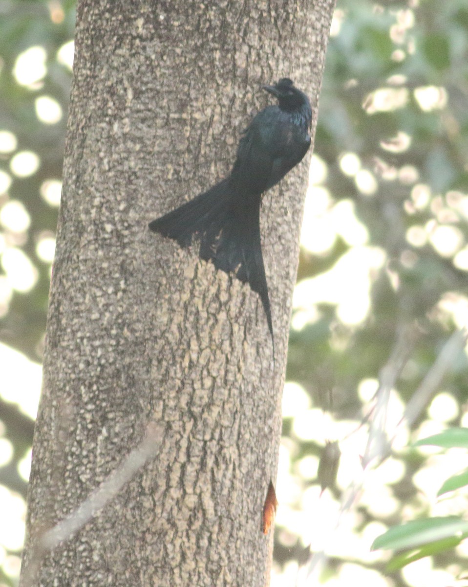 Greater Racket-tailed Drongo - ML617871791