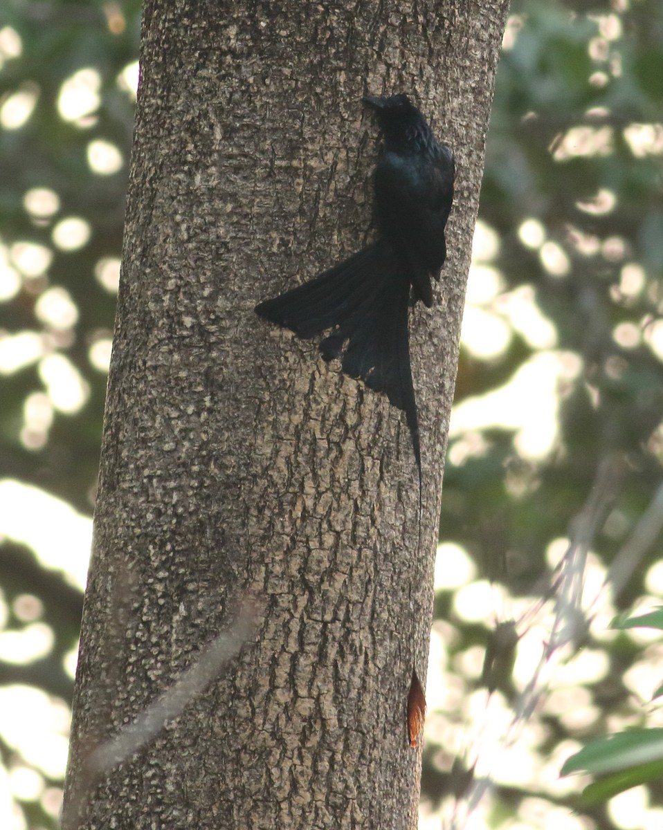 Greater Racket-tailed Drongo - ML617871792