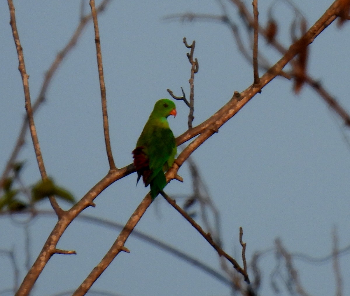 Vernal Hanging-Parrot - Rama M V