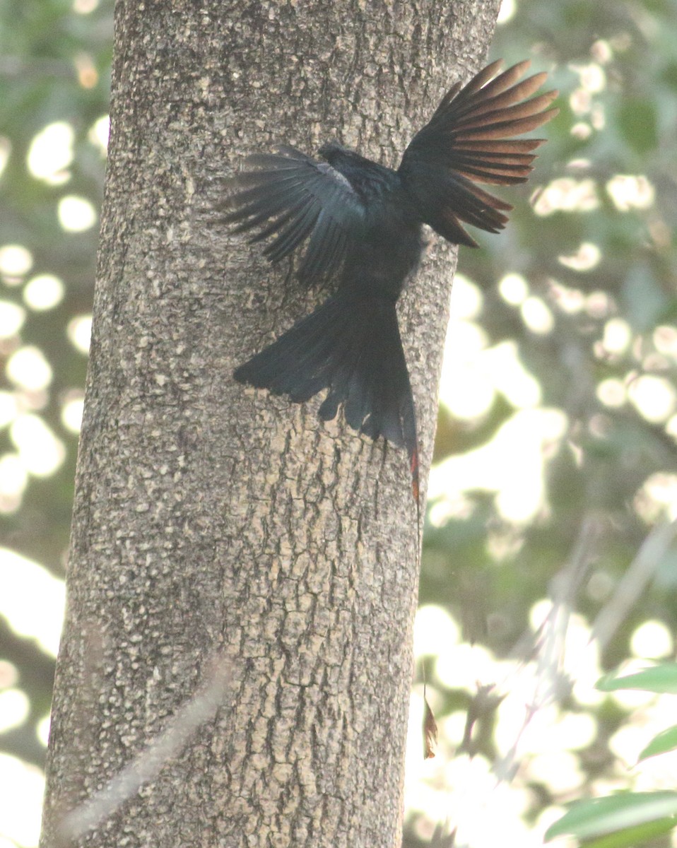 Greater Racket-tailed Drongo - ML617871794
