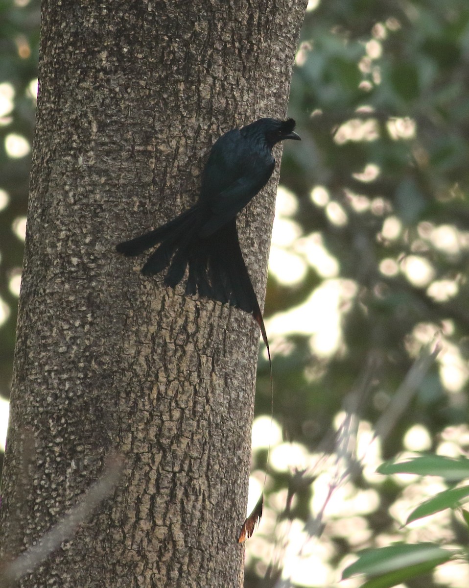 Greater Racket-tailed Drongo - ML617871795