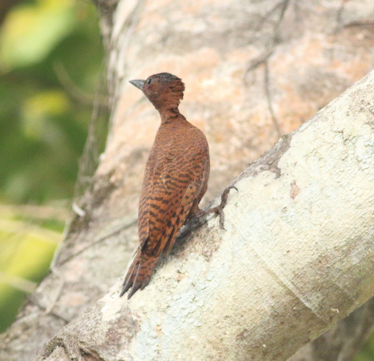 Rufous Woodpecker - Savio Fonseca (www.avocet-peregrine.com)