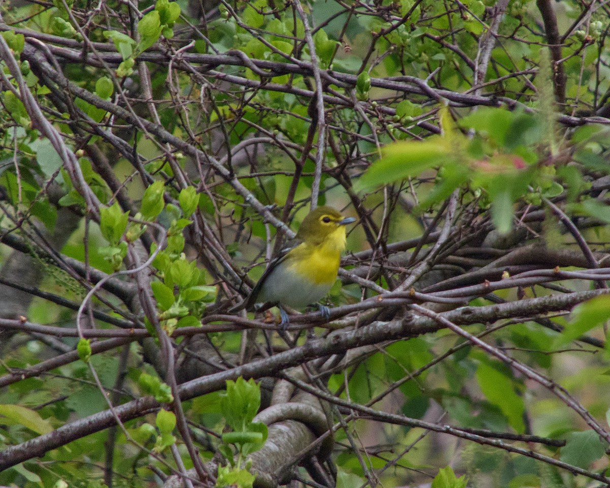 Yellow-throated Vireo - Manny Dominguez