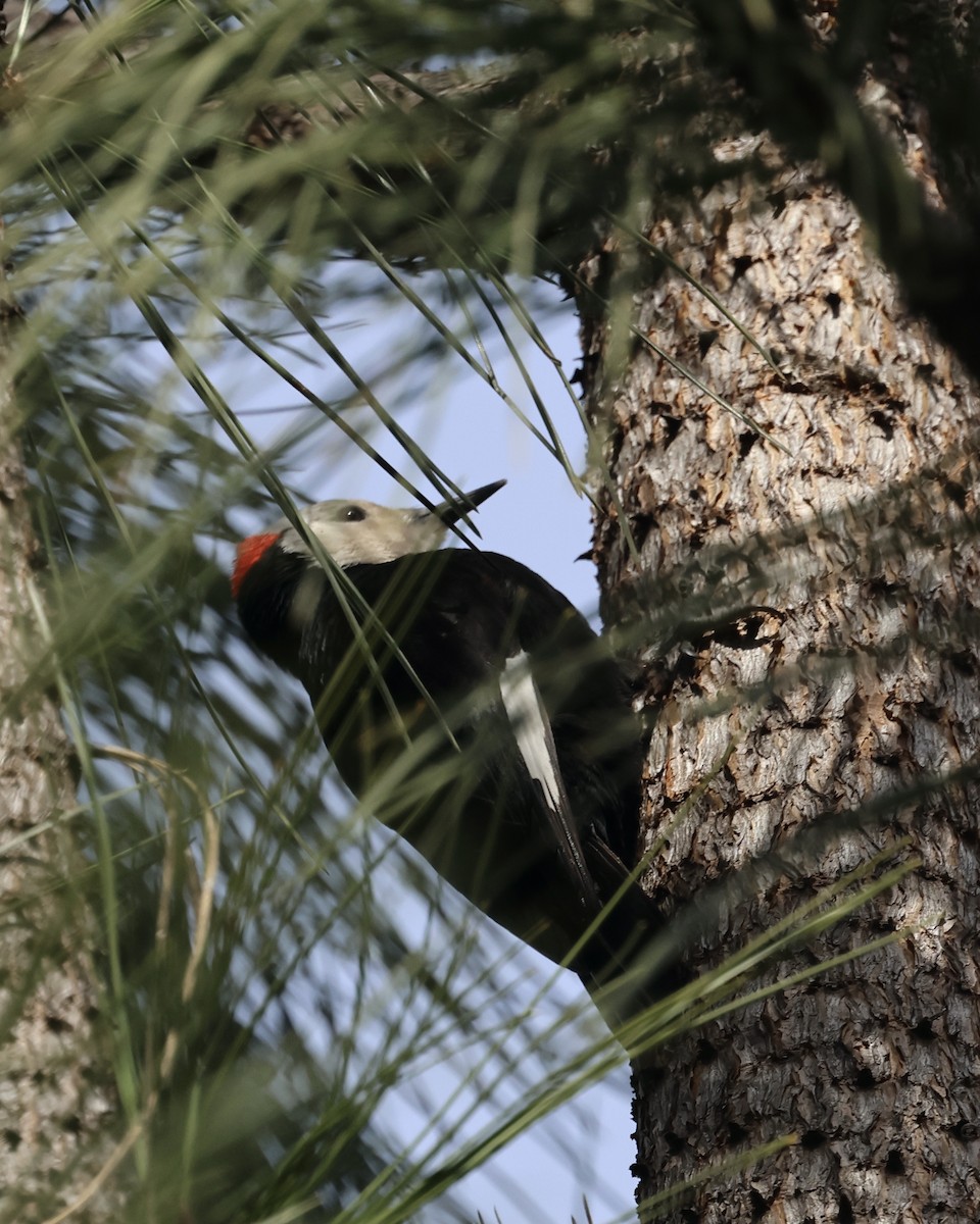 White-headed Woodpecker - ML617871844
