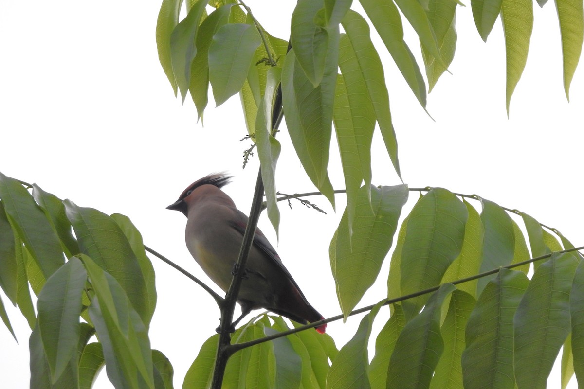 Japanese Waxwing - ML617871880