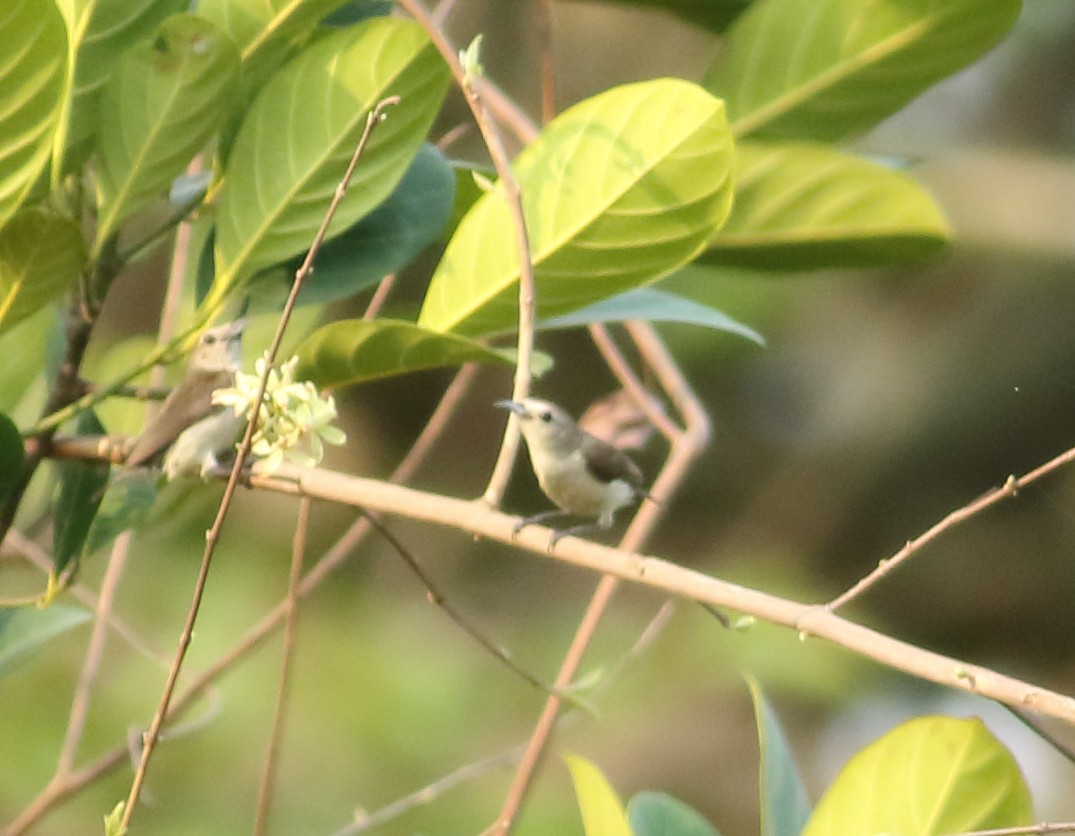 Nilgiri Flowerpecker - ML617871882