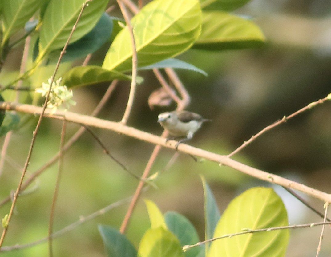 Nilgiri Flowerpecker - Savio Fonseca (www.avocet-peregrine.com)
